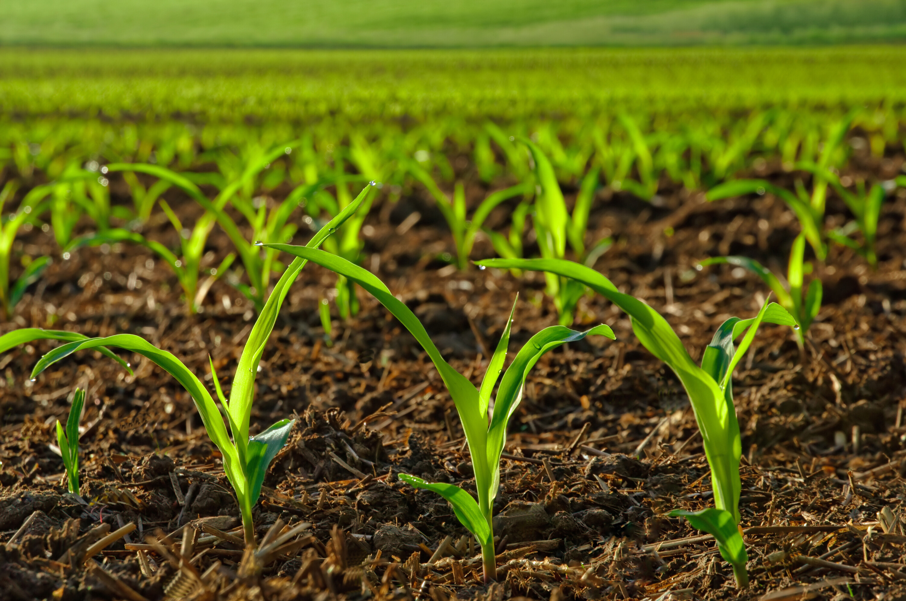 gs-agri-Mais-jung