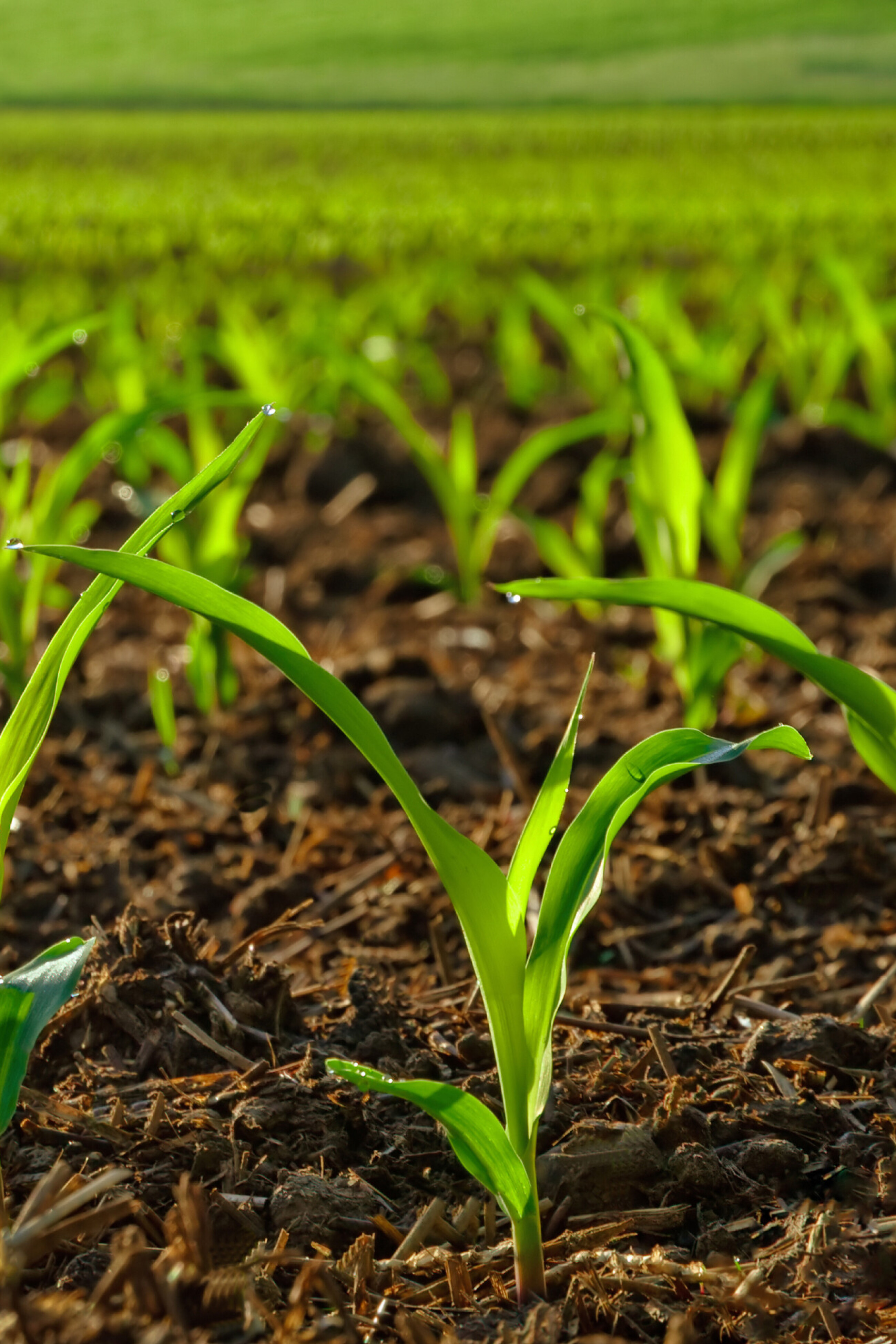 gs-agri-Mais-jung